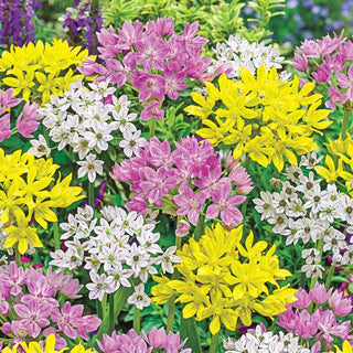 Eye Candy Allium Mixture Seeds